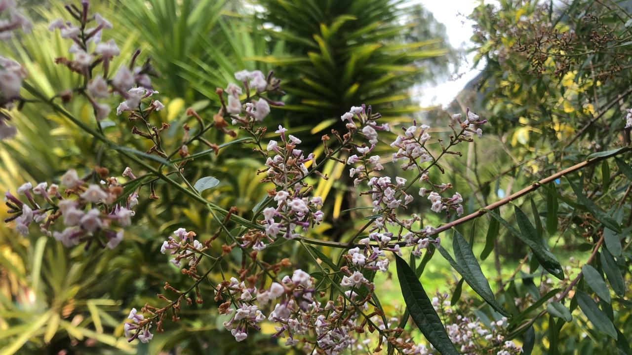 Melodías Arbóreas retreat setting in the Sacred Valley of Peru